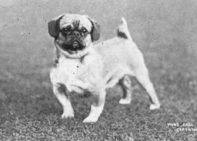 Ha Pa dog